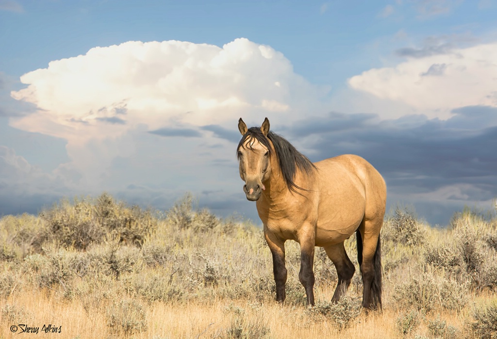 Wild horse - ID: 15618862 © Sherry Karr Adkins