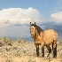 2Wild horse - ID: 15618862 © Sherry Karr Adkins