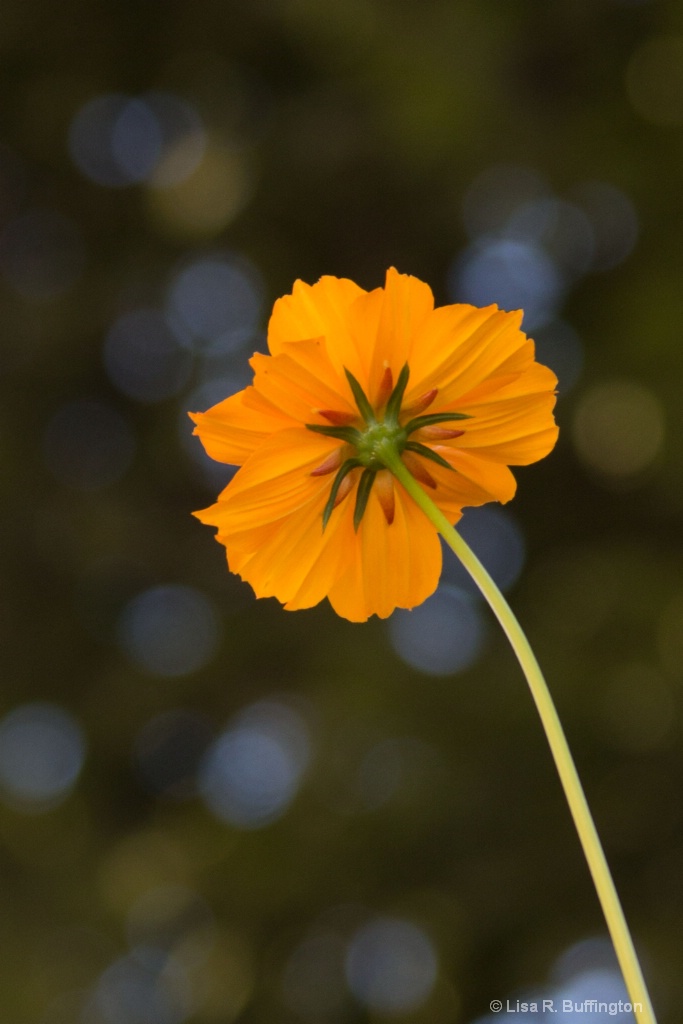 Reaching for the Sun - ID: 15618914 © Lisa R. Buffington