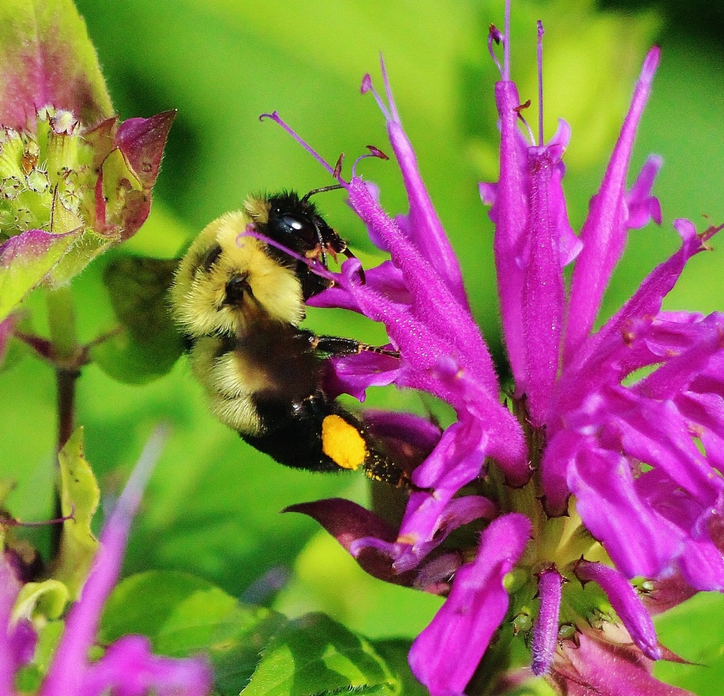 Mr. Bumble on Beebalm