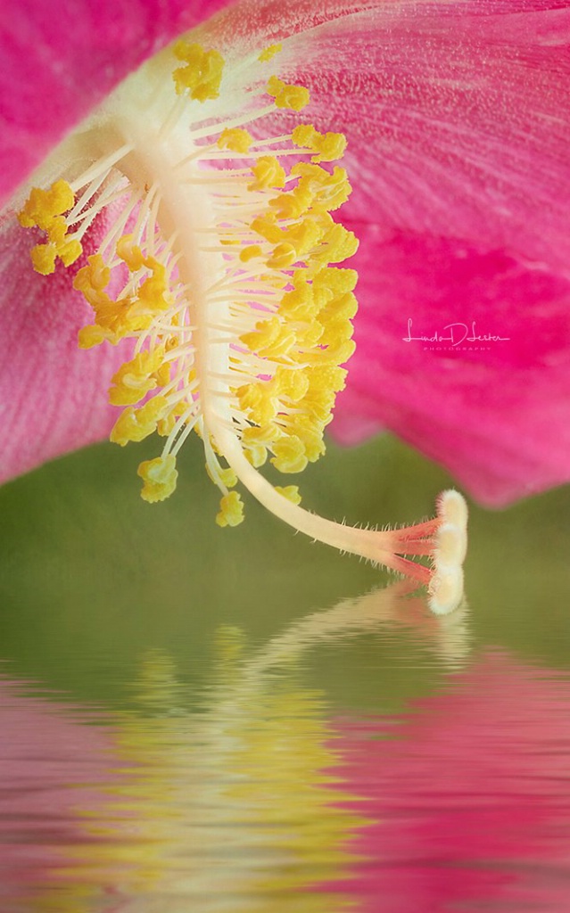 Delicate Flower 