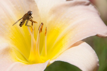 Pollen For My Honey