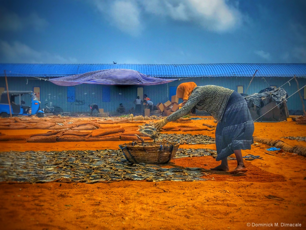 ~ ~ THE LADY DRYING THE FISH ~ ~ 