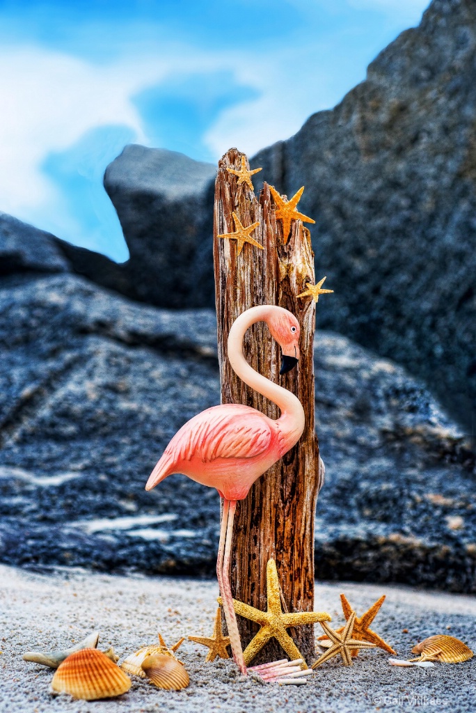 Flamingo on beach
