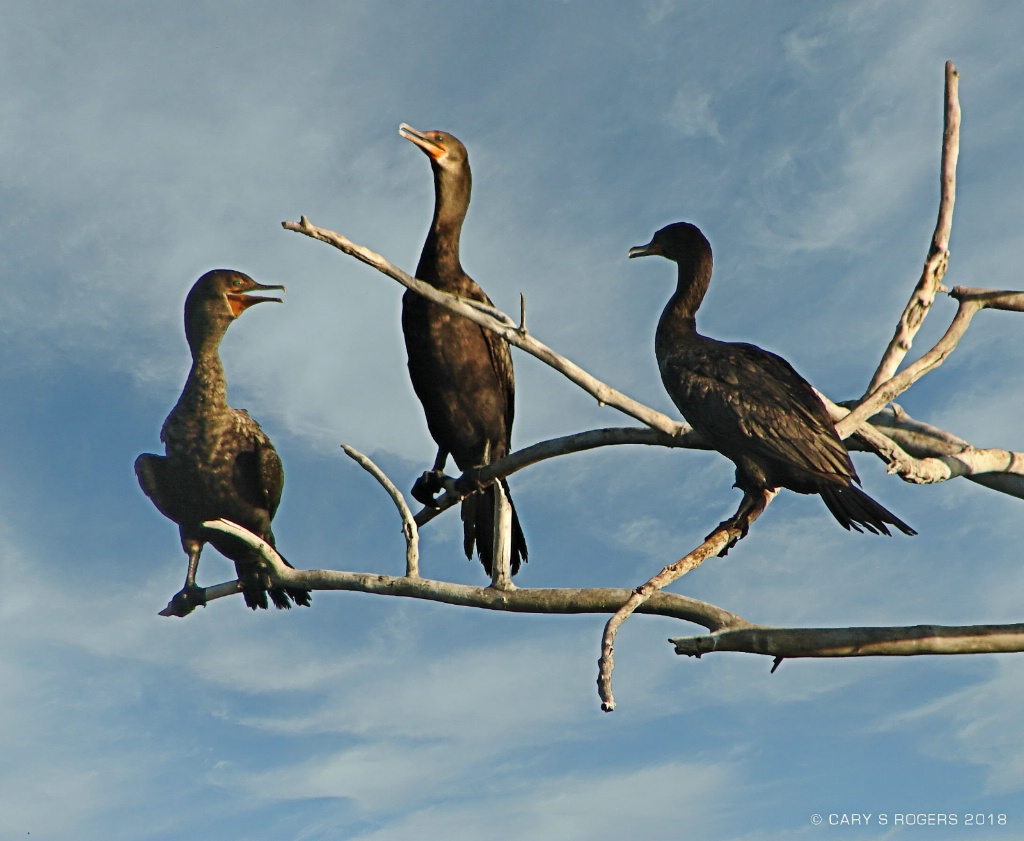 Out on a Limb