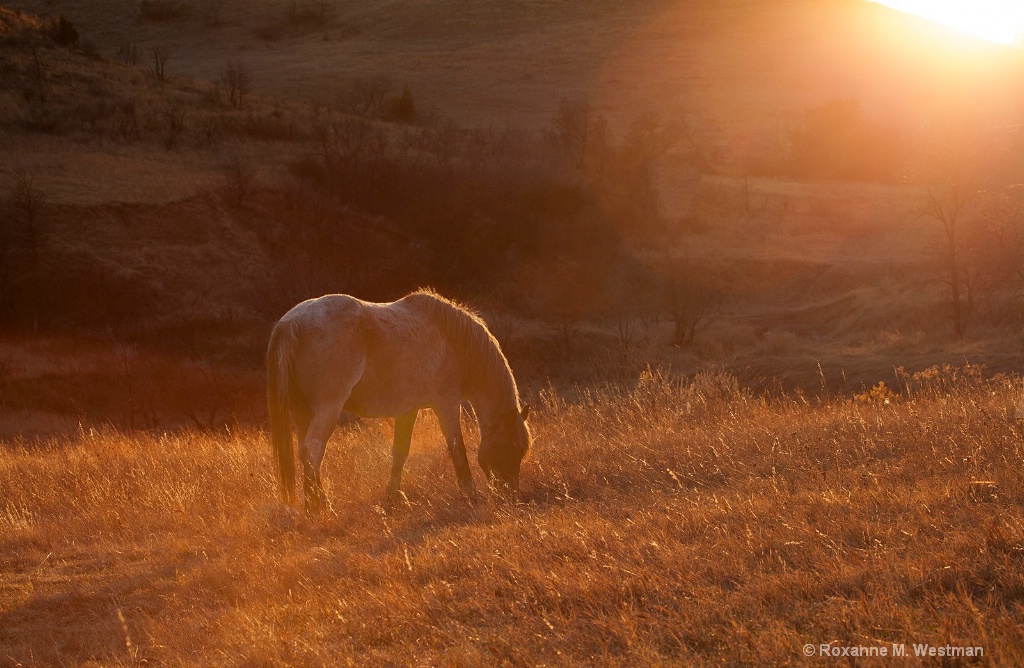 Wild horse in the evening glow - ID: 15619711 © Roxanne M. Westman