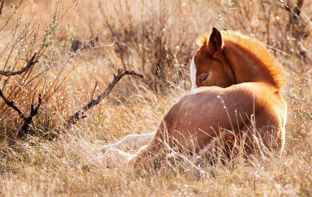 Snuggling foal - ID: 15619712 © Roxanne M. Westman