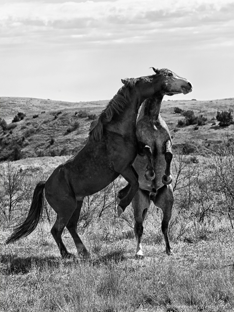 Establishing the alpha stallion - ID: 15619714 © Roxanne M. Westman