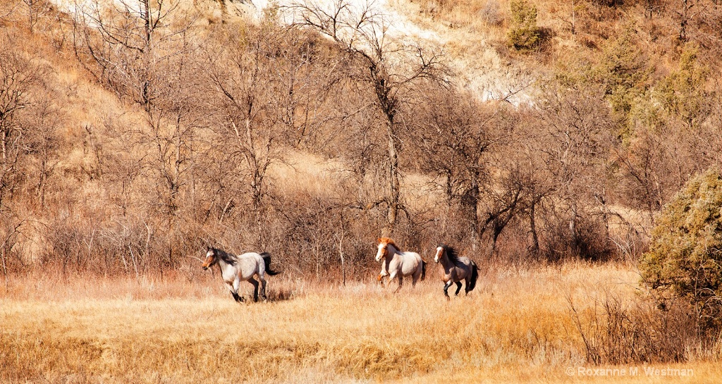 Wild horses on the run