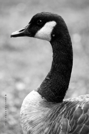 Goose In Profile