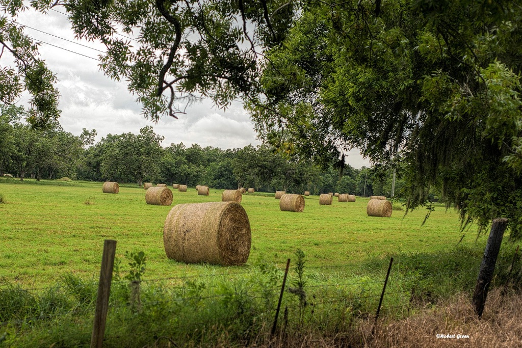 Field of Hay - ID: 15619920 © Robert/Donna Green