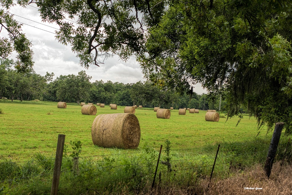 Field of Hay