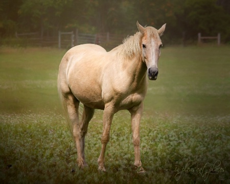 The Pasture