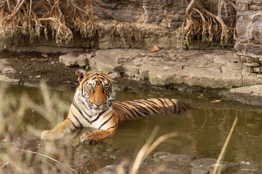 Cooling off in June heat.