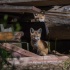 © Annie Katz PhotoID # 15620377: Hiding in the Wood Pile