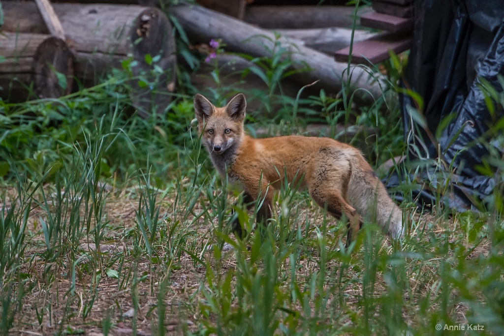 Red Fox Kit - ID: 15620410 © Annie Katz