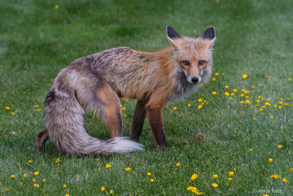 Show Pose - ID: 15620412 © Annie Katz