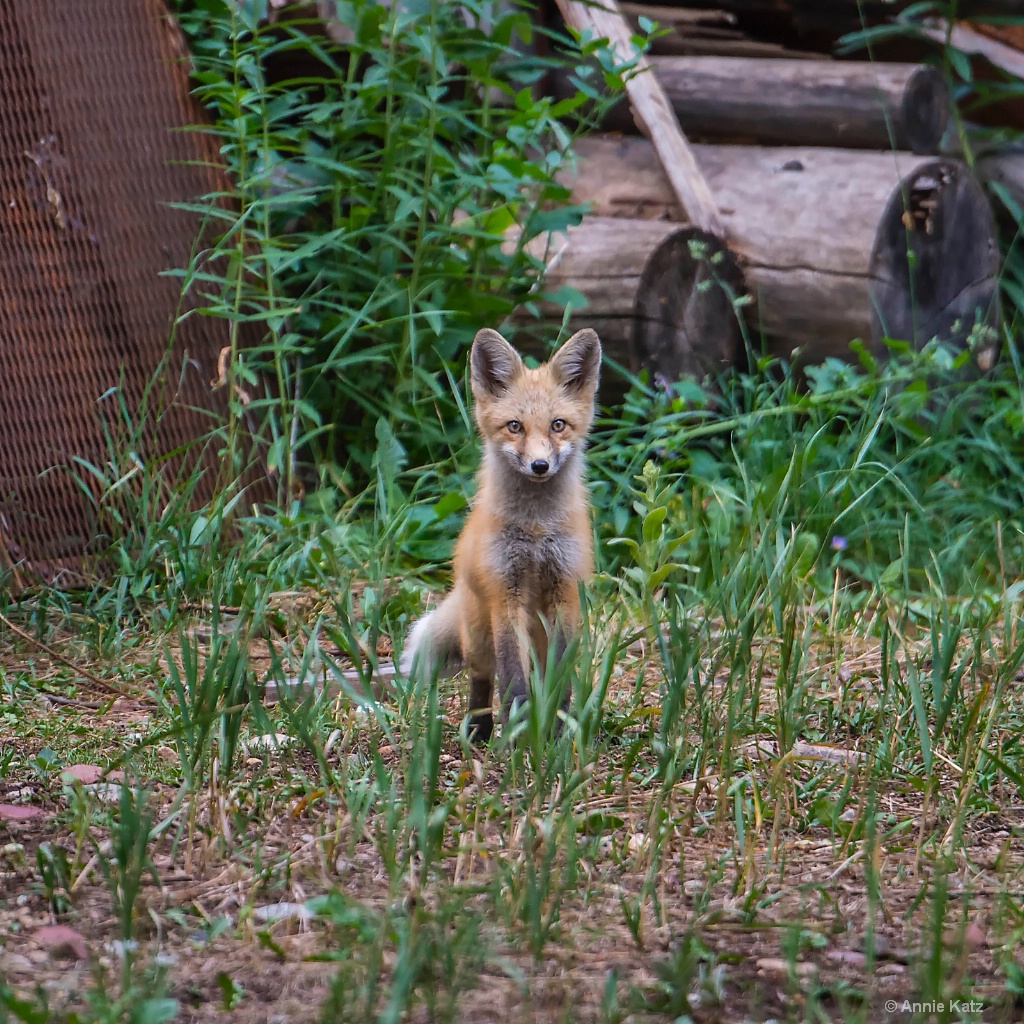 Sitting Pretty - ID: 15620415 © Annie Katz