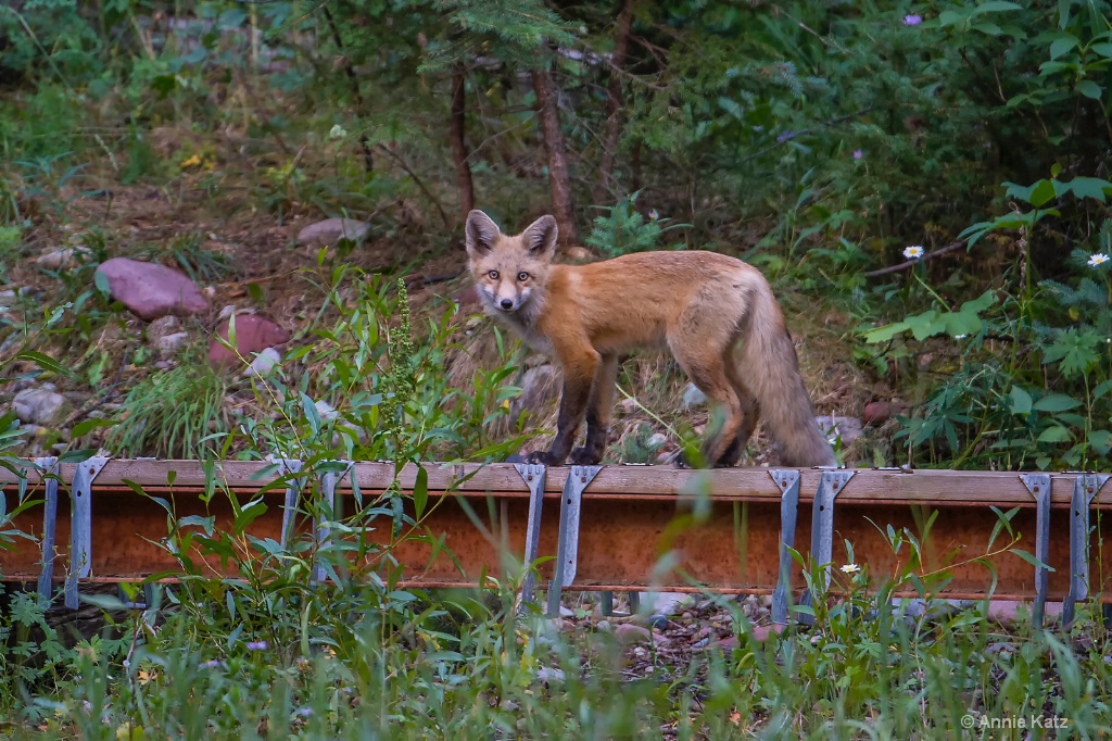 Walking the Line - ID: 15620421 © Annie Katz