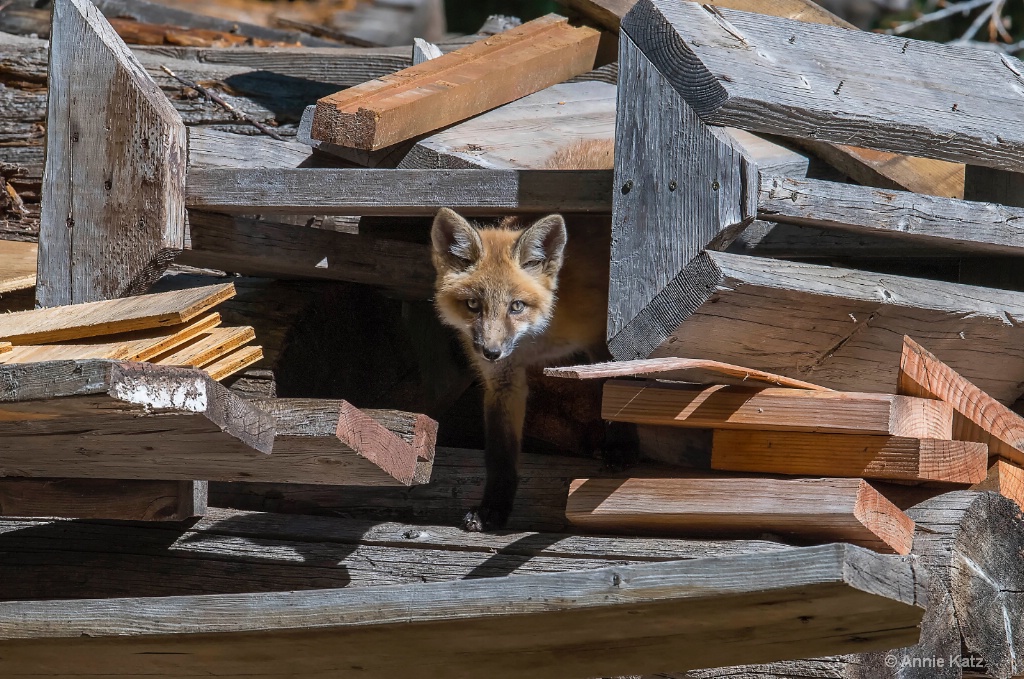 Wood Pile Kit - ID: 15620422 © Annie Katz