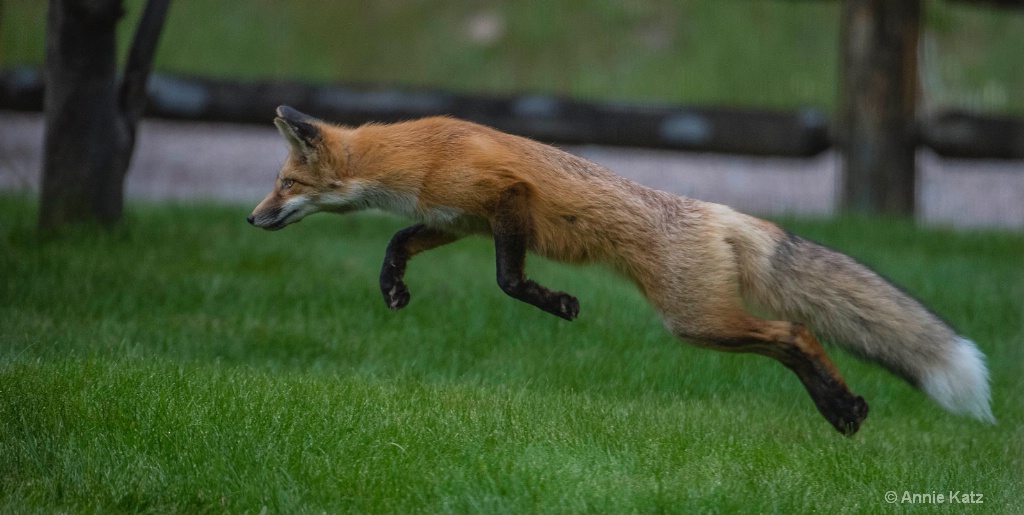 Flying Fox 1 - ID: 15620432 © Annie Katz