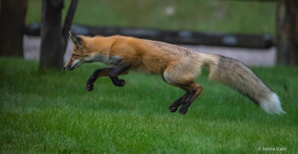 Flying Fox 2 - ID: 15620433 © Annie Katz