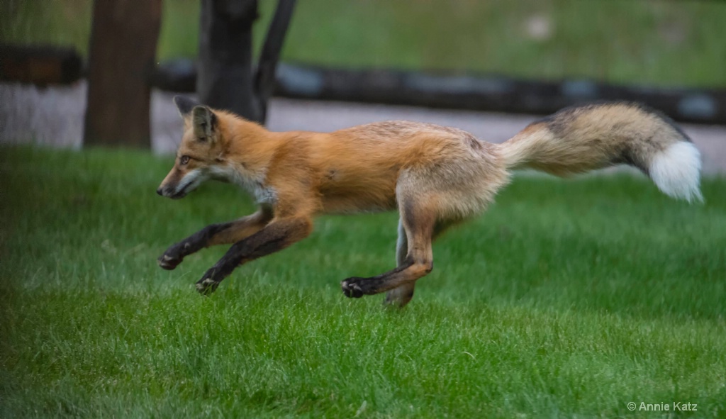 Flying Fox 3 - ID: 15620434 © Annie Katz