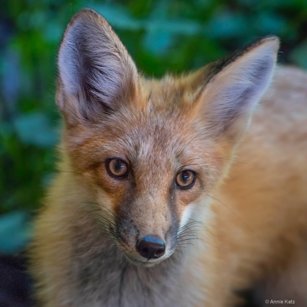 Fox Baby Face - ID: 15620436 © Annie Katz