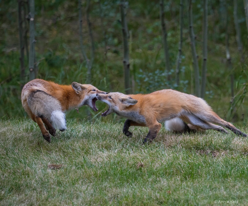 Fox Fight - ID: 15620437 © Annie Katz