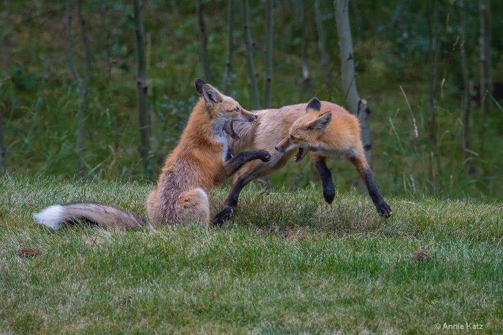 Squabbling Fox Kits - ID: 15620457 © Annie Katz