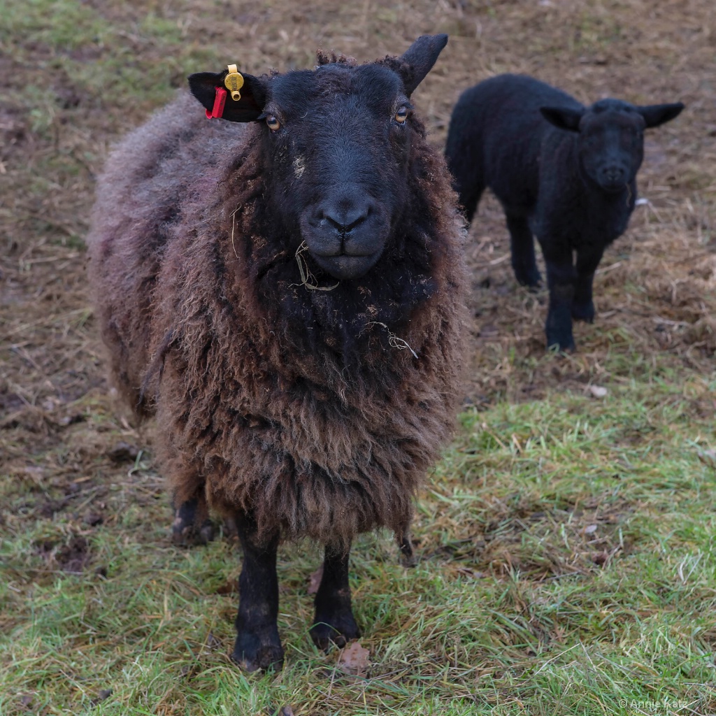 Black Sheep - ID: 15620473 © Annie Katz