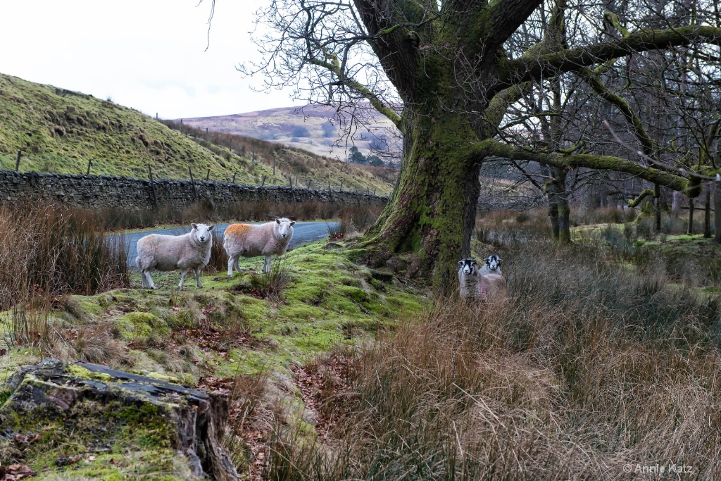 English Countryside Sheep - ID: 15620484 © Annie Katz