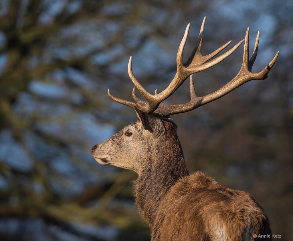 English Red Deer - ID: 15620487 © Annie Katz