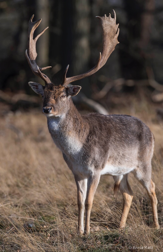 Farrow Deer - ID: 15620490 © Annie Katz