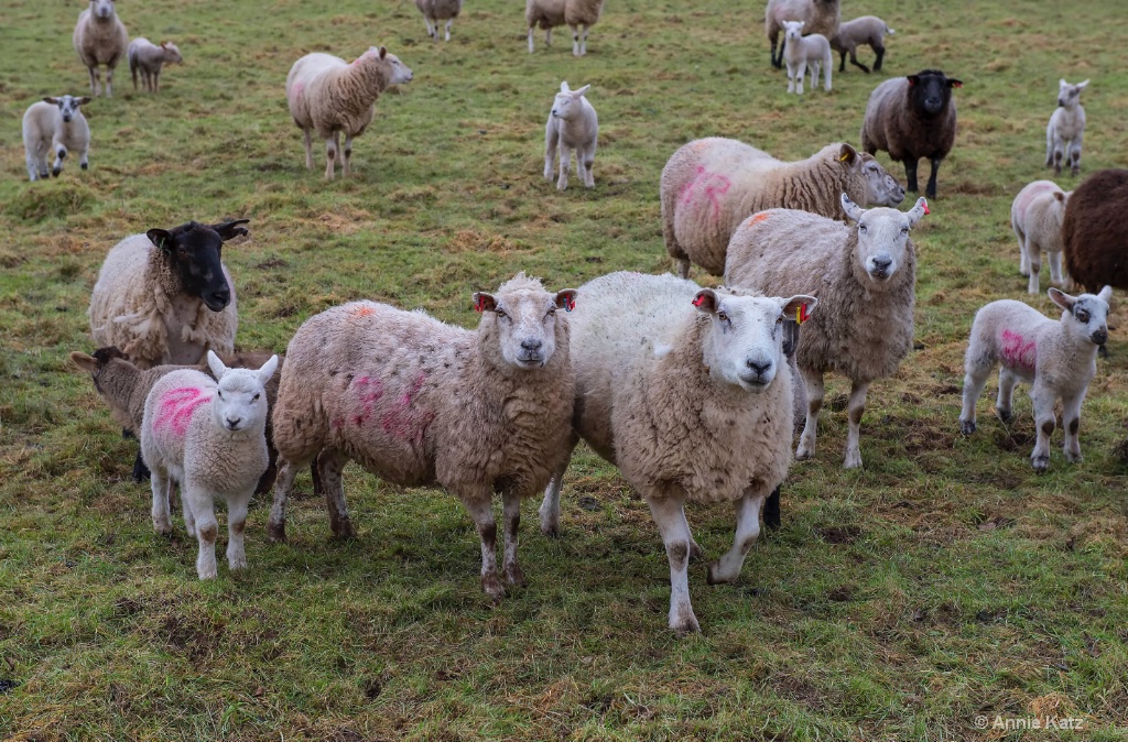 Herd of Sheep - ID: 15620492 © Annie Katz