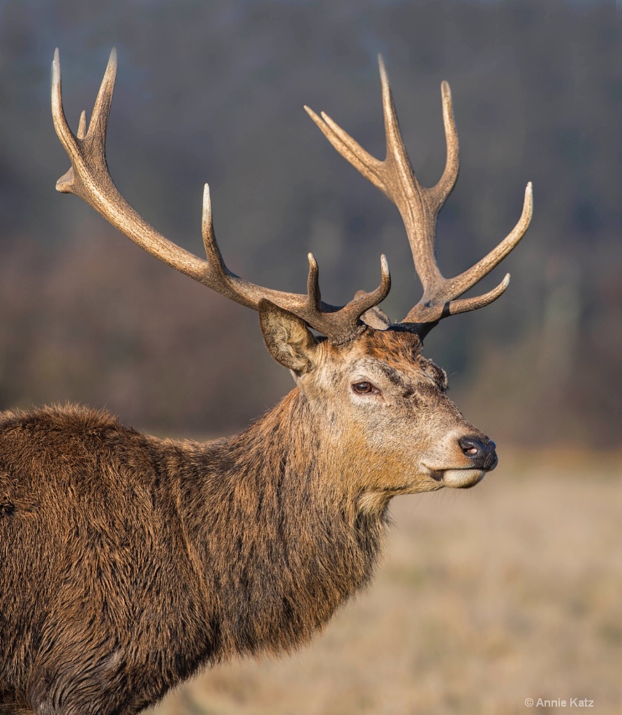 Red Deer Close Up - ID: 15620500 © Annie Katz