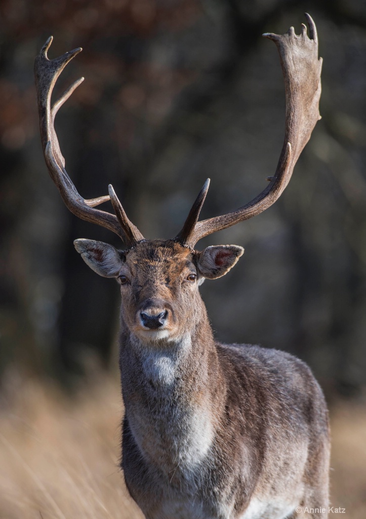 Red Deer in Park - ID: 15620502 © Annie Katz