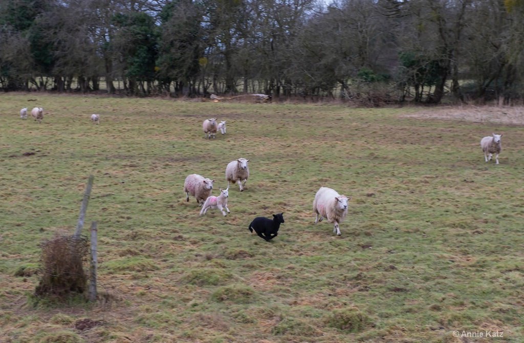 Running Sheep - ID: 15620509 © Annie Katz
