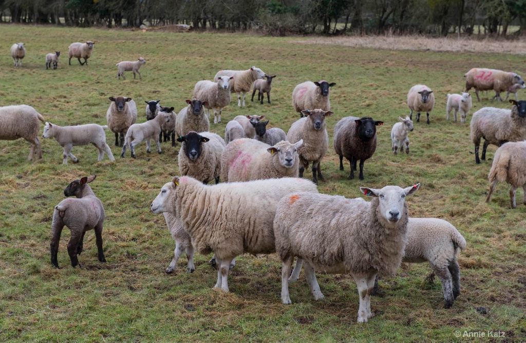 Sheep Herd - ID: 15620510 © Annie Katz