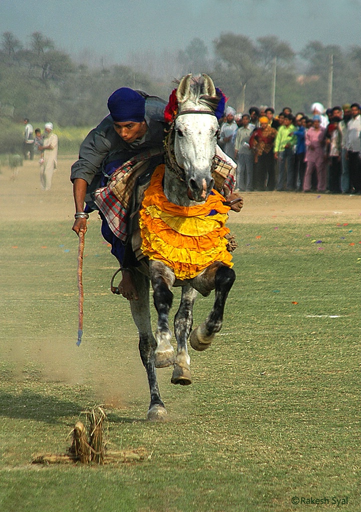 TENT PEGGING