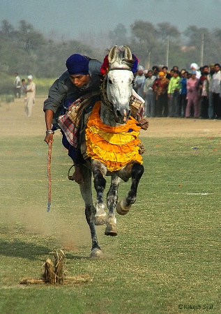 TENT PEGGING