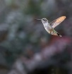 Hummingbird