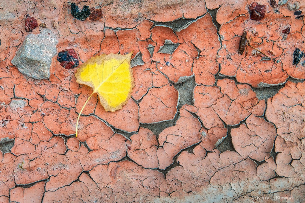 Muds Cracks and a Leaf