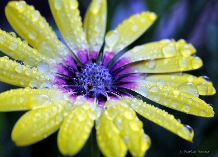 Evening Rain