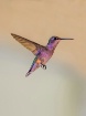Hummingbird 2