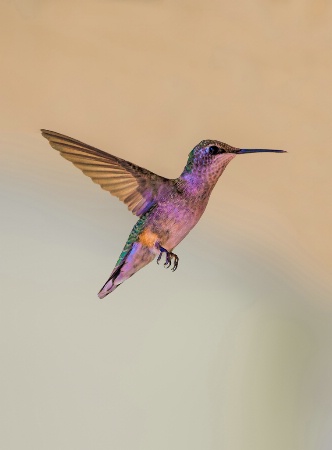 Hummingbird 2