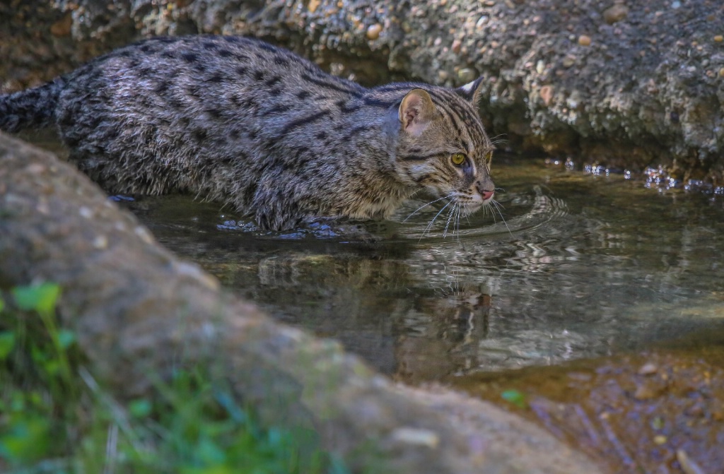 Fishing Kitty