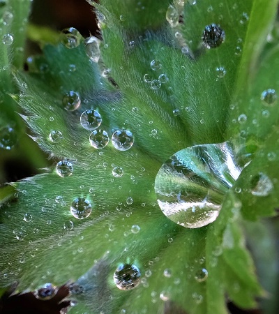 Drops On Lady's Mantle