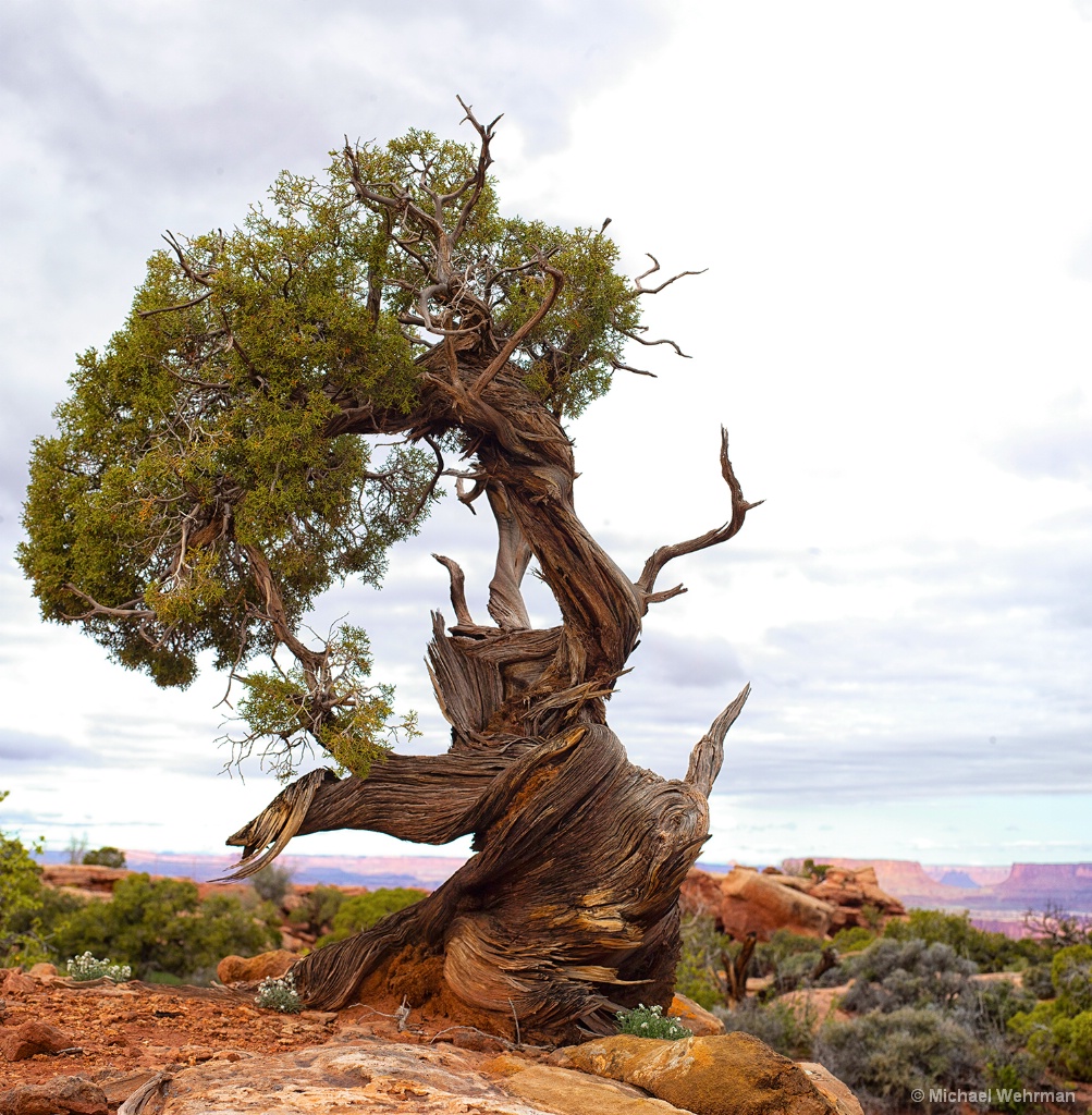 Twisted Pine Moab - ID: 15621367 © Michael Wehrman