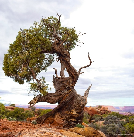 Twisted Pine Moab